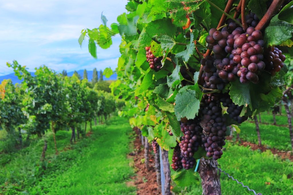 vendemmia turistica